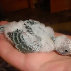 6 pollo 22-9-10