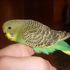 3 pollo 22-9-10