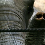 Zoo de Barcelona 20-01-2011 270