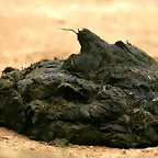 Zoo de Barcelona 20-01-2011 276
