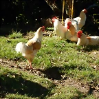 DSCN0065