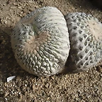 SAM_0405
