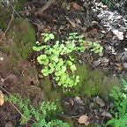 SAM_0441