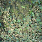 SAM_0442