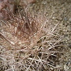 SAM_0399