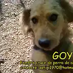 GOYA