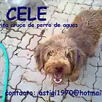 CELE Ecija