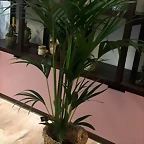 Regalo Marhaya Guerrer 19