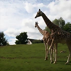 Beauval agost 2010 1142