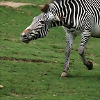Beauval agost 2010 1118