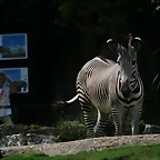 Beauval agost 2010 1125
