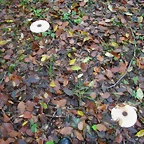 DSCN5802