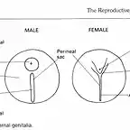 reproductive