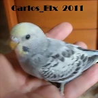 4 pollo  7-9-2011