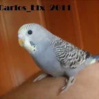 1  pollo