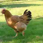 foto-de-gallina