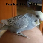 2 pollo  7-9-2011