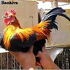 BankGalloJoven