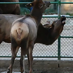 Zoo de Barcelona 18-11-10 041
