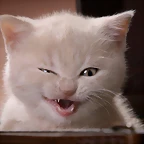 gato