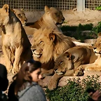 Zoo de Barcelona 27-03-11 1093
