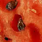 Watermelon-Closeup-1