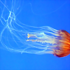 Chrysaora pacifica 1