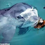 delfin