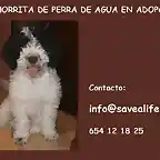 cachorrita en adopcin