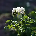 04, flor de la patata, marca2