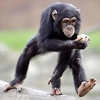 mono corriendo 3