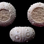 cidaris_subvesiculosa