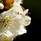 flor-blanca