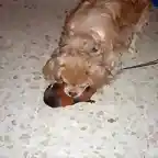 mi perro jugando con mi cobi bolita