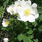 FLORES BLANCAS