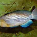 Alcolapia alcalica