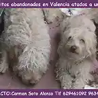 2 PERRITOS VALENCIA