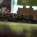 Warhammer Batalla Legendaria