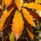 Quercus muehlenbergii-Keith A williamson