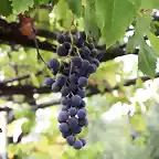 23, racimo de uvas, marca