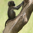 Johannesburg Kruger març 2009 807