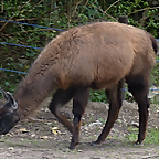 Lama glama (1-10-23 Zoo de Quito)