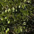 Olea europaea