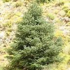 Sierra 028
