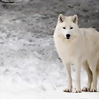 lobo blanco