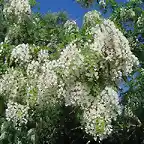 Robinia pseudoacacia