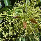 flor de acuacate