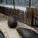 Zoo de Barcelona 21-02-11 033