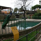 Zoo de Barcelona 21-02-11 024