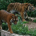 Zoo de Barcelona 21-02-11 322